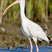 White Ibis